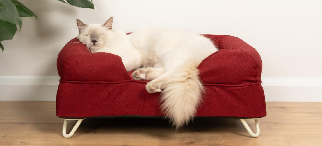 Søt hvit, luftig katt som sover på merlot memory foam kattebolsterseng med hvite hårnålsføtter