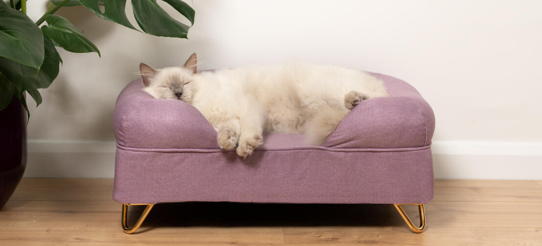 Söt vit fluffig katt som sover på lavendel lila memory foam kattsäng med Gold hårnålsfötter