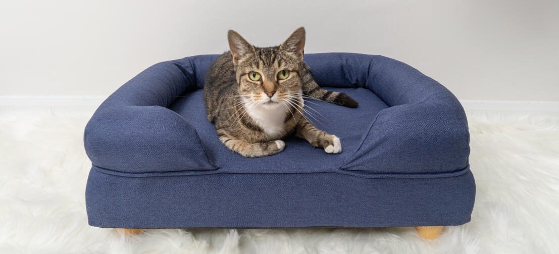 Närbild av en katt som sitter på en midnattsblå kattbädd med minnesskum