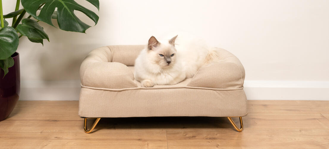 Söt vit fluffig katt som sitter på en kattbädd i naturligt beige memory foam med Gold hårnålsfötter