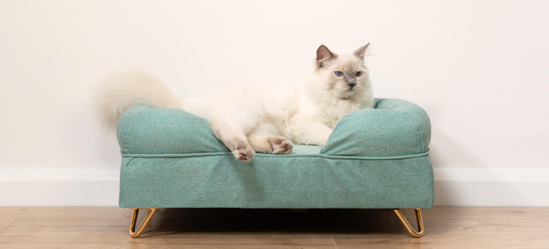 Schattige witte pluizige kat zittend op groenblauw traagschuim kattenbolster bed met Gold haarspeld pootjes