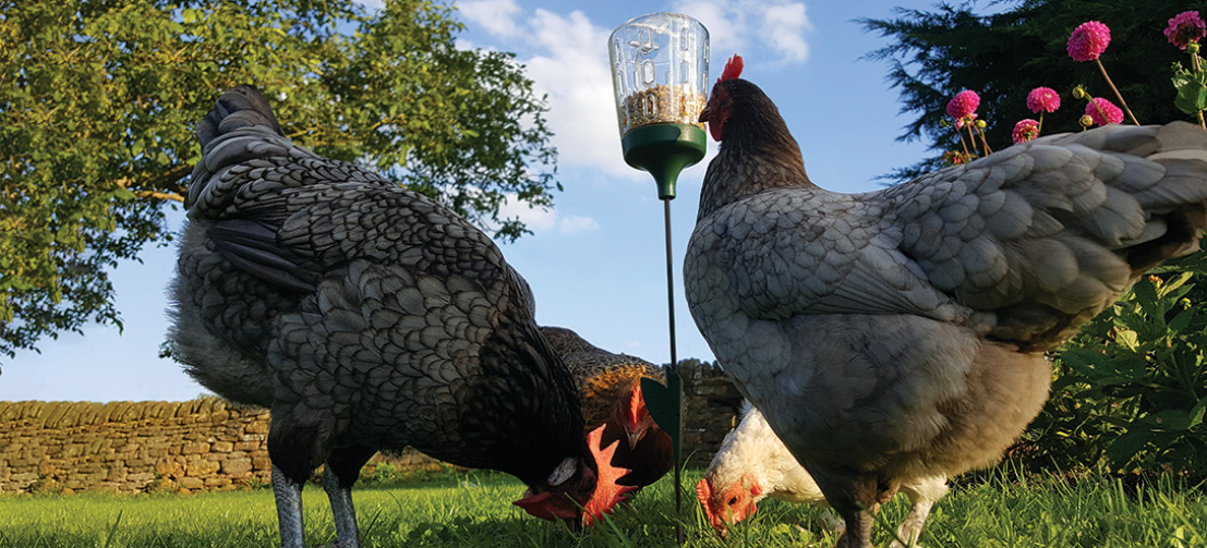 Pendant peck-leketøy gir alle dine høner tilgang til fôr eller Godbiter