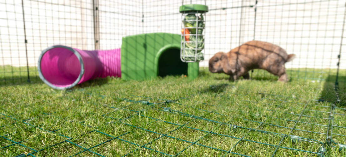 Rabbit in Zippi Rabbit Playpen with Green Zippi Shelter, Play Tunnel and Caddi Treat Holder