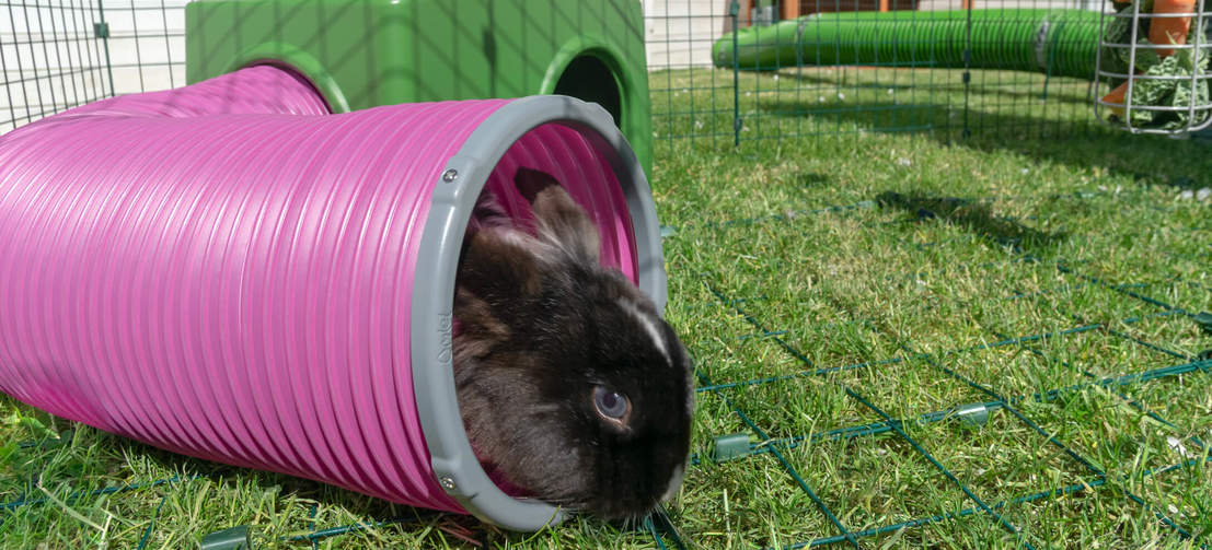 Personaliza tu recinto con los túneles de Omlet para crear una madriguera y que tus conejos se sientan como en su propio hábitat