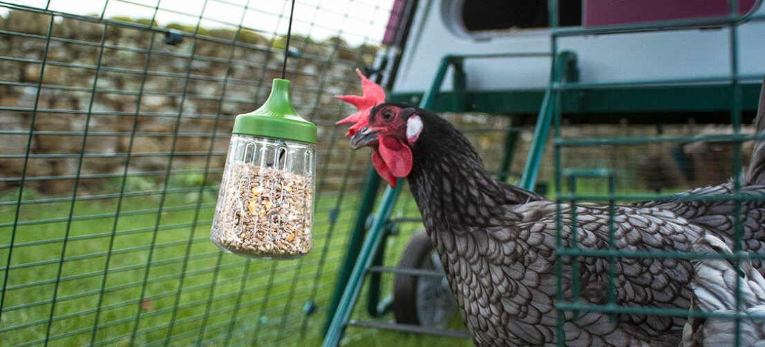 De Pendant Peck Toy maakt de ren van uw kippen interessanter