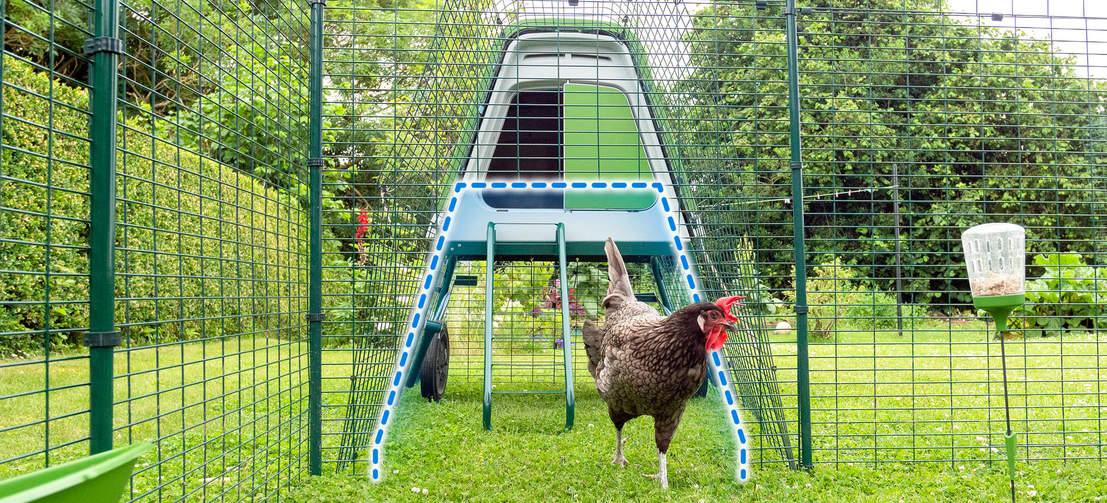 Ein Huhn neben einem Go Up Hühnerstall mit hervorgehobener Verbindung zum begehbaren Gehege