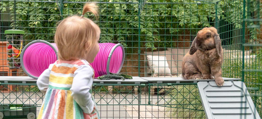 Girl looking at Rabbit on Zippi Platforms inside of Omlet Zippi Rabbit Playpen