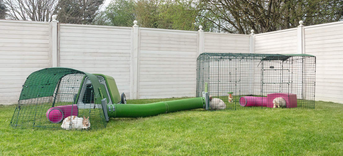 Green Eglu Hutch with Run connected to Zippi Rabbit Playpen with Omlet Zippi Tunnel