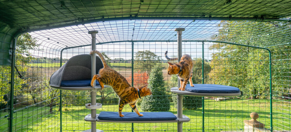 Katter som klatrer i Freestyle utendørs kattetre i en catio i hagen