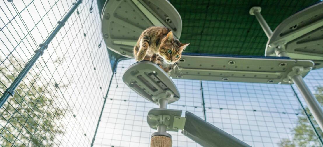 Kat klatrer ned Freestyle udendørs kattetræ i Omlet kattegård udenfor i haven