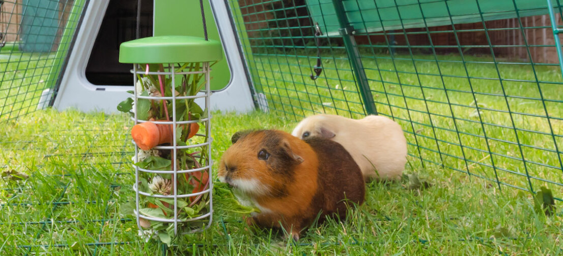 A small brown guinea pig eating vegetables from a treat Caddi in a run
