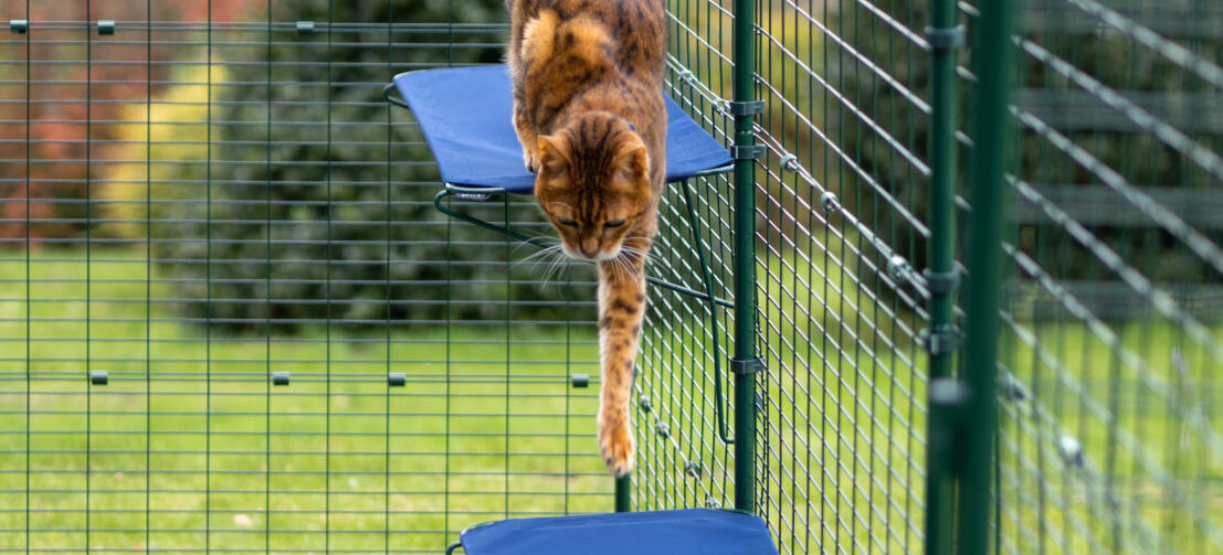 Katt som hoppar ner från en katthylla av tyg i Omlet utomhus catio run