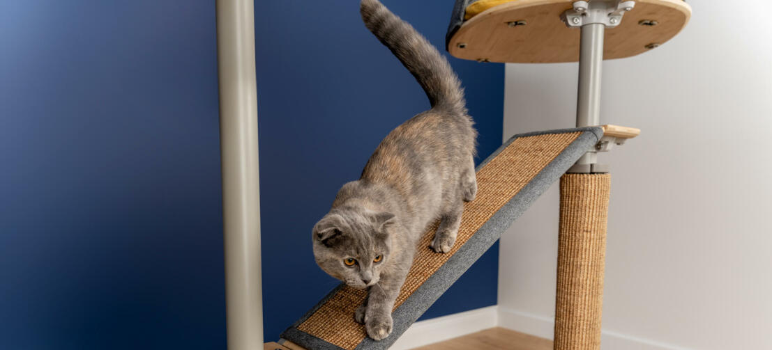Cat on Freestyle Indoor Floor to Ceiling Cat Tree Platform with Replaceable Sisal