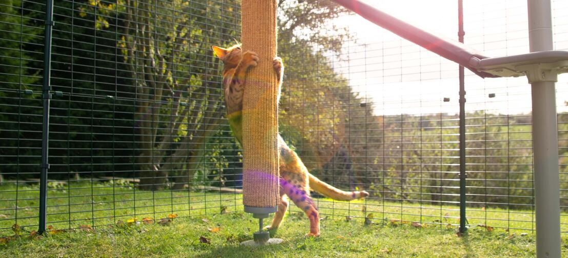 Un gatto gioca nel recinto con un graffiatoio in agave sostituibile adatto per Freestyle