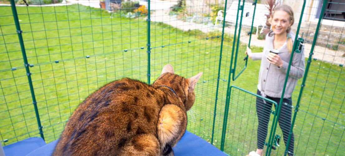 Gato sentado en el peldaño de tela de Omlet para gatos en el recinto de exterior