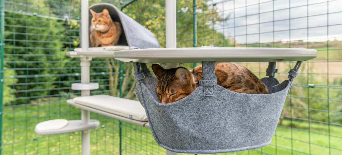 Un gato durmiendo en la hamaca y otro jugando en la guarida del sistema de postes para gatos de exterior
