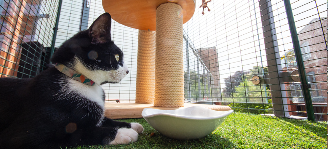 El recinto exterior para gatos se puede poner en una terraza y se puede ampliar en anchura, ¡también se le puede añadir un porche para mayor seguridad!