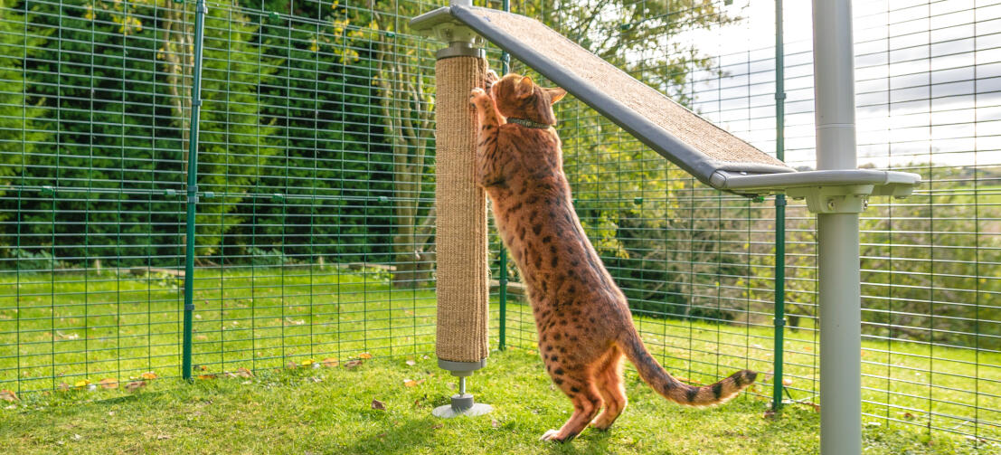 Katt som bruker skrapestolpen på et Freestyle utendørs kattetre i en utendørs catio