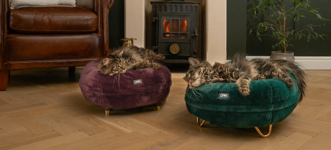 Gatti in salotto che dormono in una cuccia donut di qualità viola e verde pavone