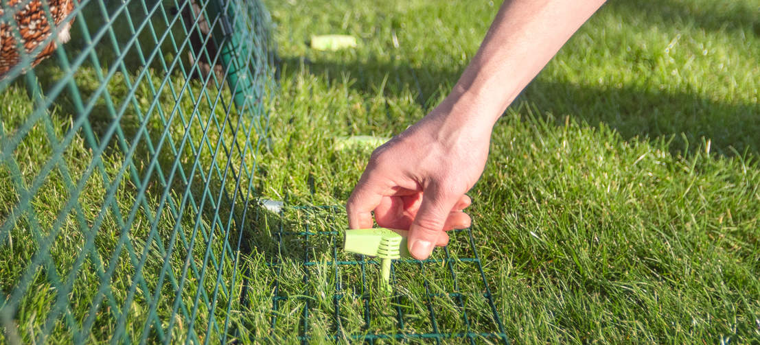 Brug af Omlet skruepløkker til at fastgøre Eglu hønsehusløbet