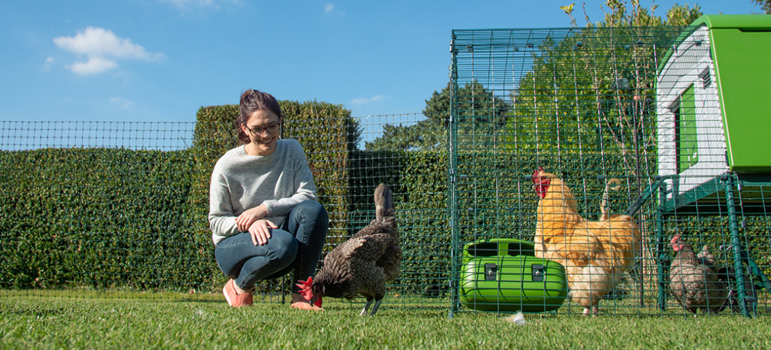 a woman in a garden watching her chicken peck grass from the ground