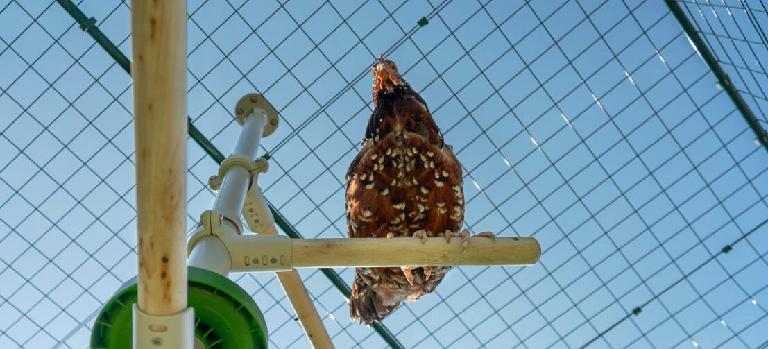 Underneath shot of chicken sitting on perch of PoleTree