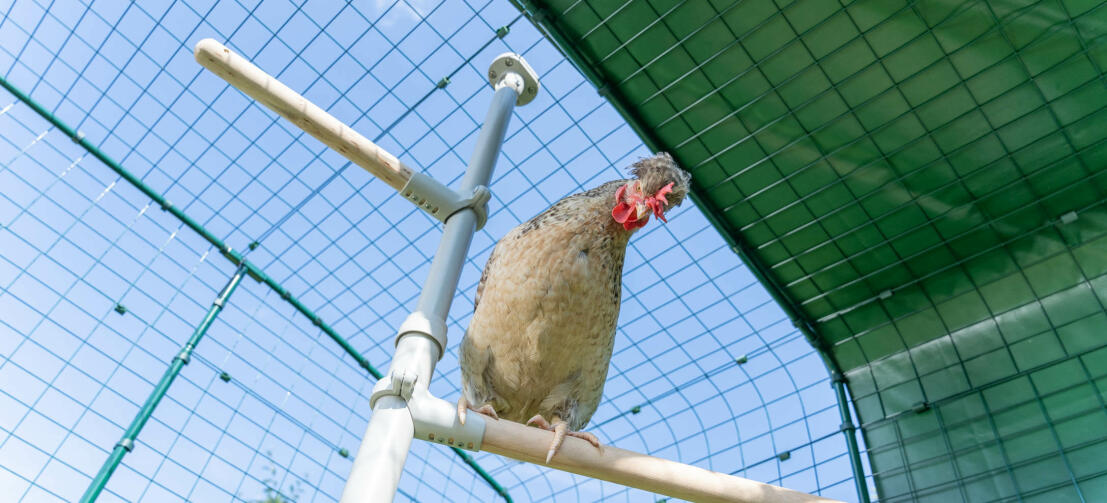 Kyckling i Poletree perch-systemet