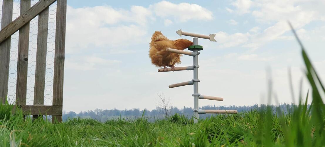 No matter the size or age of your chickens, this chicken perch will be the perfect hentertainment.