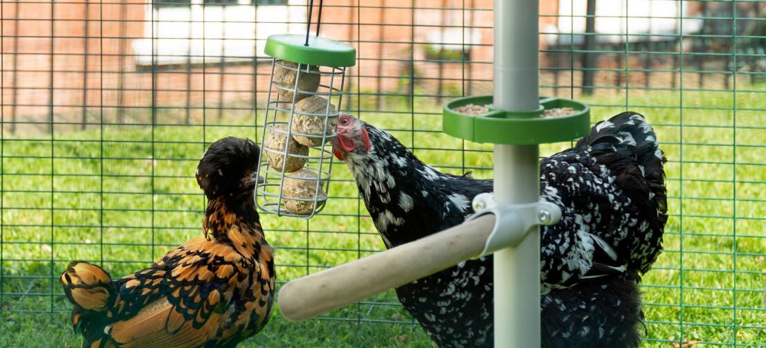 Kurczaki dziobiące kulki smakołyków w Caddi uchwyt smakołyków zawieszony na Poletree w wybiegu dla kurcząt