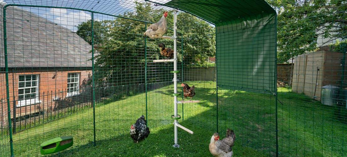 Kurczaki są zabawiane przez system rozrywkowy Poletree wooden perch w wybiegu dla kurcząt