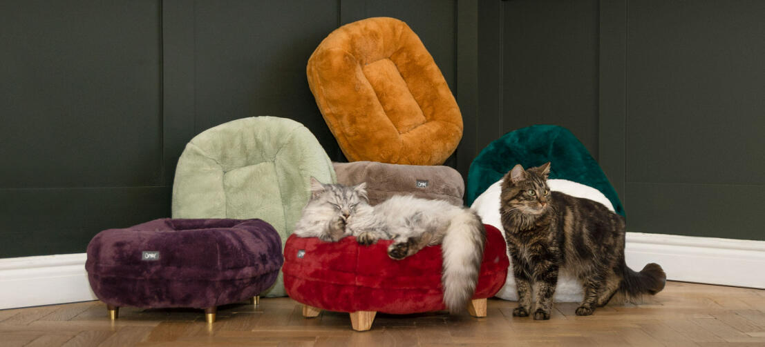 Cats sleeping on brand new colours Omlet Maya Donut Cat Beds