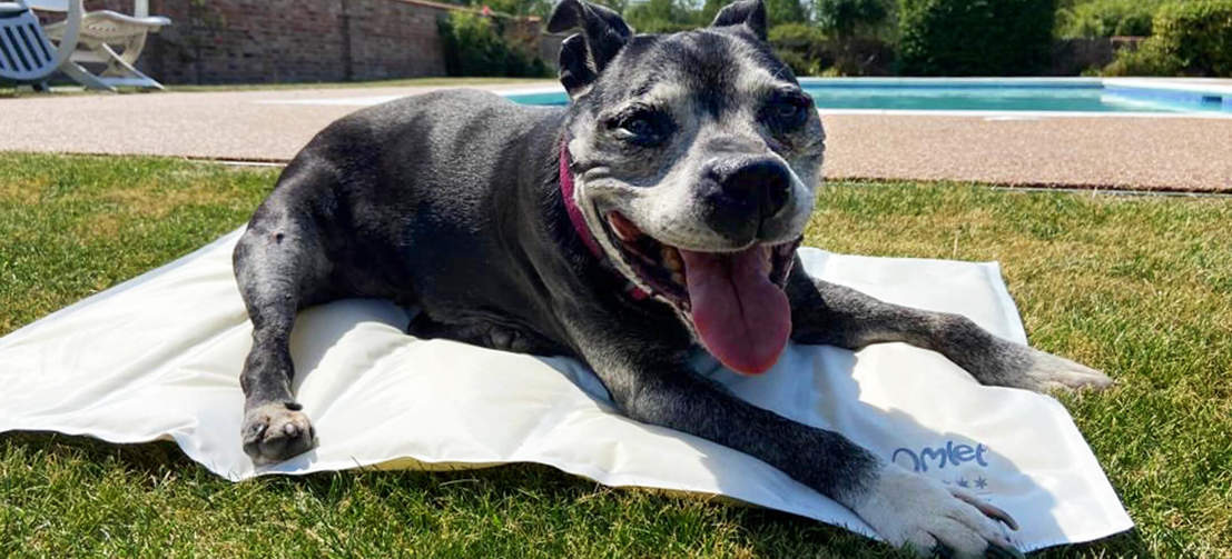 Chien couché sur Omlet tapis de refroidissement pour chien