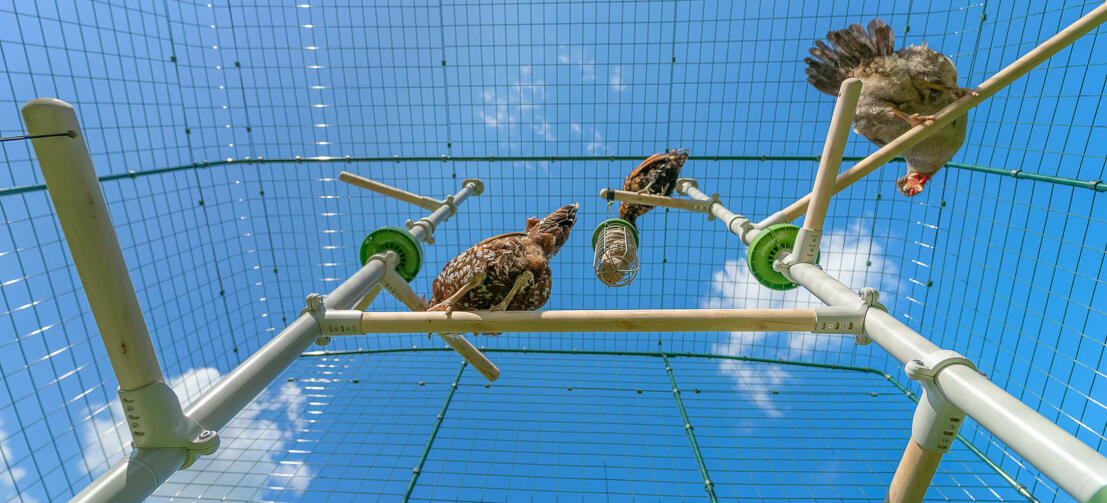 Plan en contre-plongée de poulets perchés sur les perchoirs de Poletree dans un poulailler à accès direct
