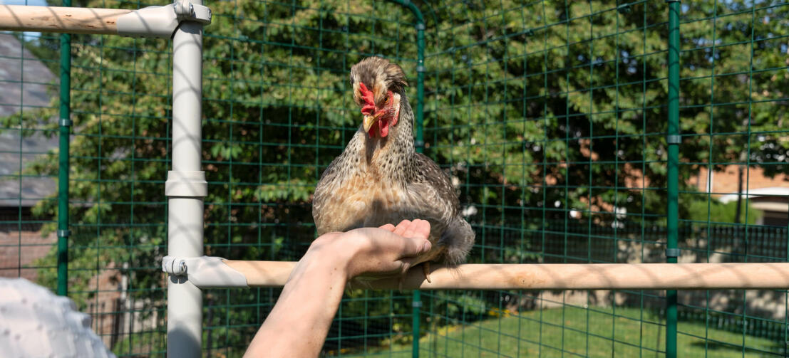 Person rækker hånden ud til en kylling, der sidder på en siddepind på Poletree i en hønsegård