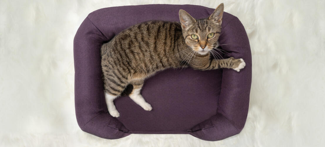 Vista superior del gato sentado en la cama para gatos de color púrpura Maya donut