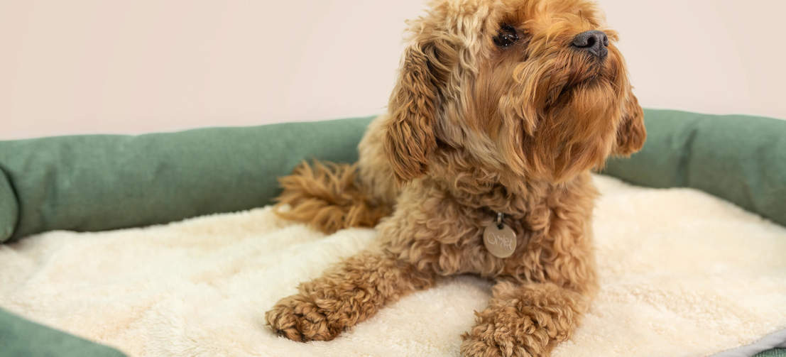 Dog laying on Omlet Memory Foam Bolster Dog Bed with Luxury Soft Dog Blanket
