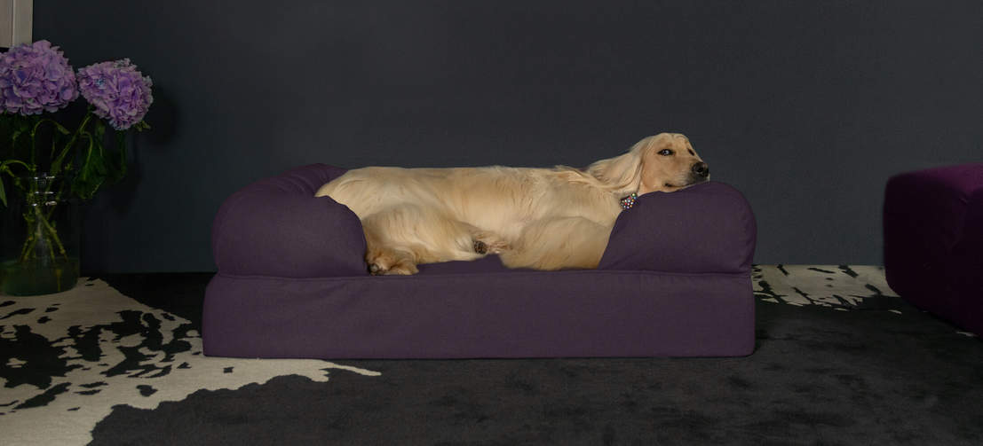 A dog sleeping on a purple memory foam dog bed.