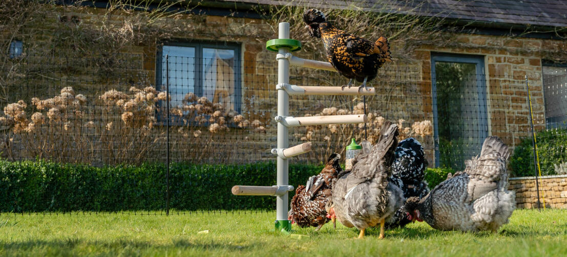un gruppo di galline gioca con giochi per galline e si appollaiano sul posatoio Freestanding in giardino