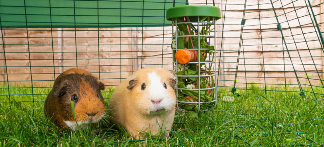 two guinea pigs names gnippi and houdini eating vegetables from a treat caddi