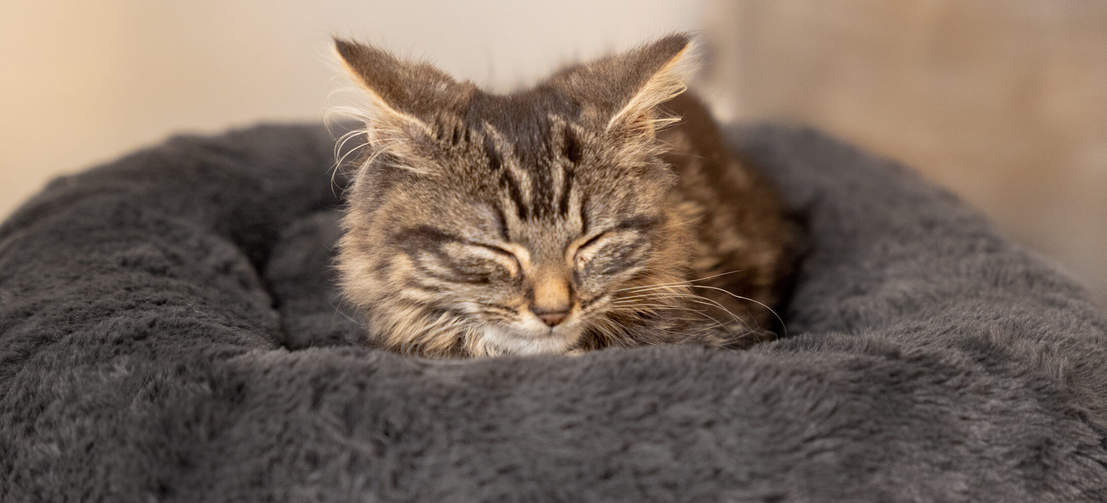 Kitten sleeping in the soft grey maya donut cat bed