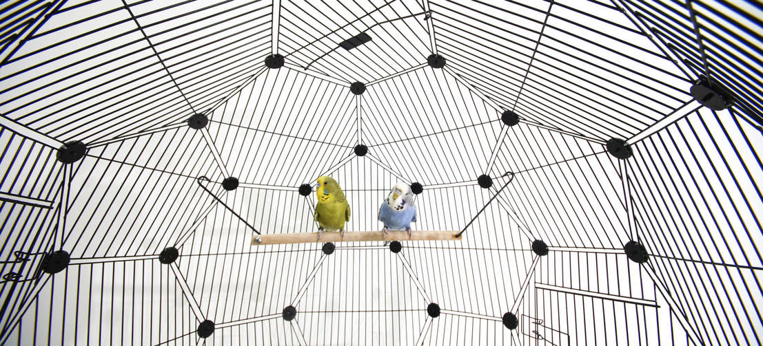 Vögel auf der Sitzstange im Omlet Geo Vogelkäfig