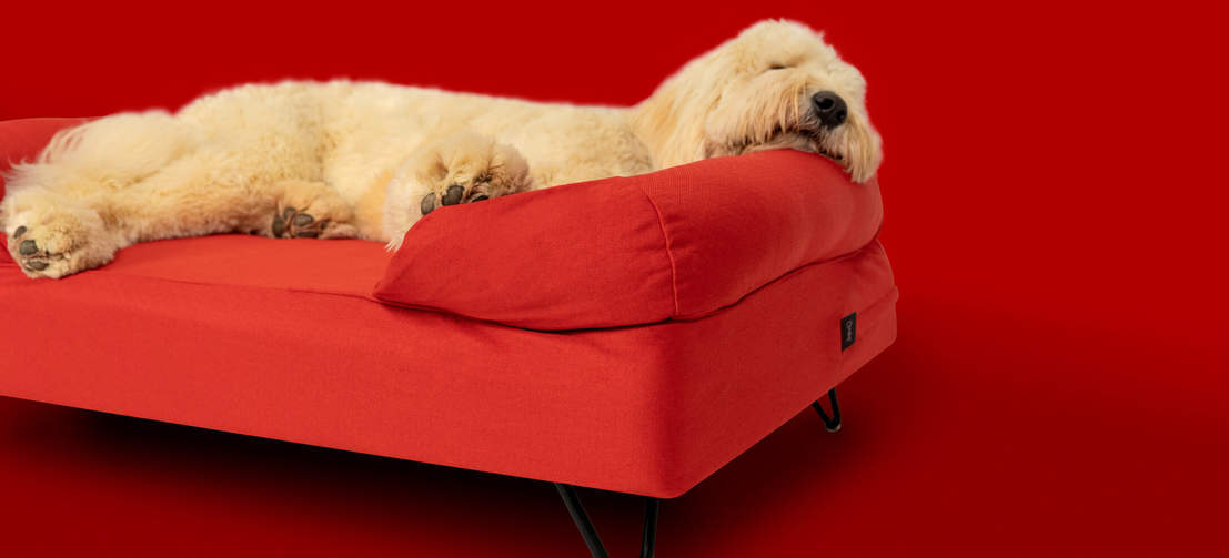 Un cane dorme su una grossa cuccia rossa