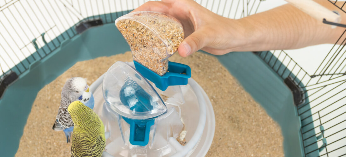 The beautifully integrated bird feeder offers 360 degree refreshment for your pet birds