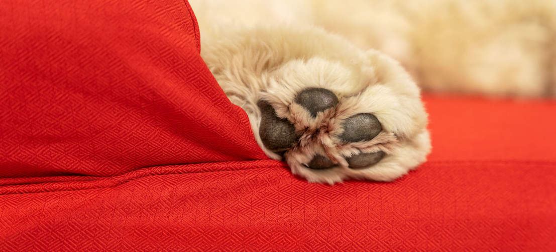 Primo piano di zampa di cane su Omlet memory dog foam bolster bed in rosso ciliegia