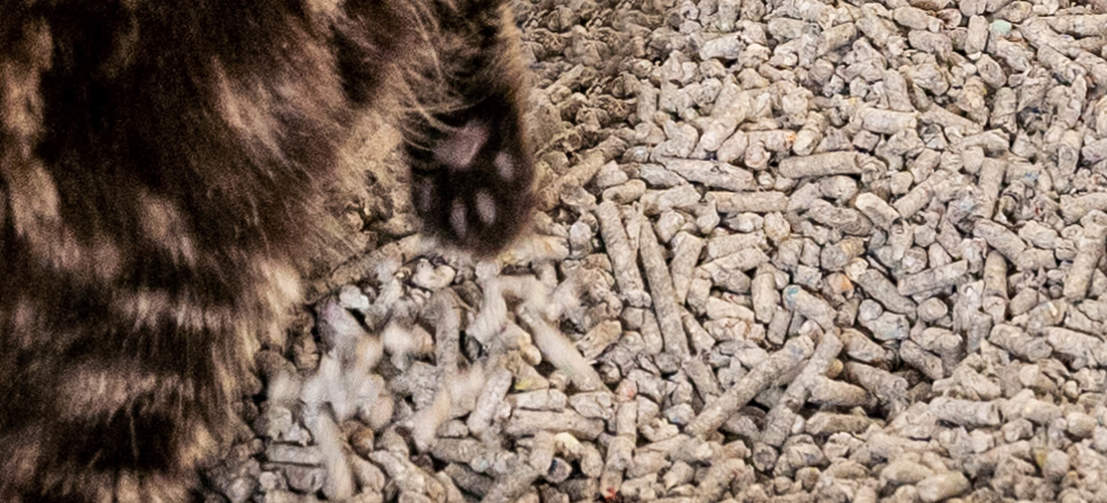 Primer plano de un gatito en la arena para gatos