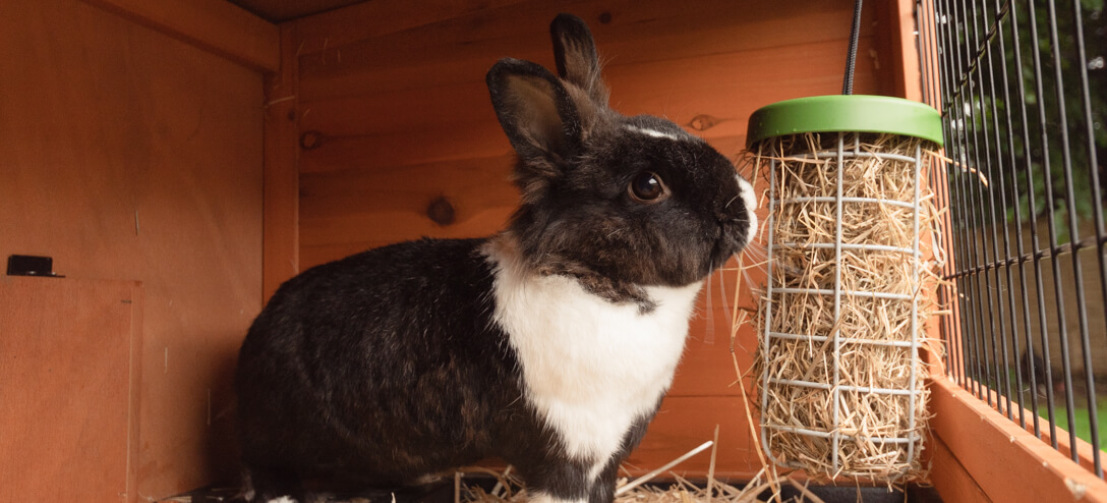 Garfunkel the black and white bunny rabbit eating hay from a hanging caddi