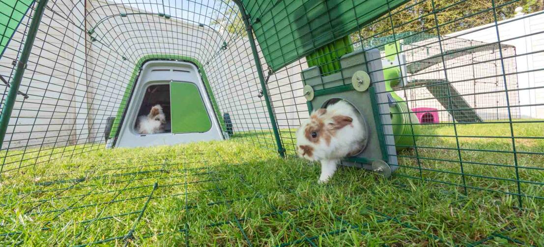 Conejo saliendo de un túnel Zippi hacia su recinto con conejera Eglu Go