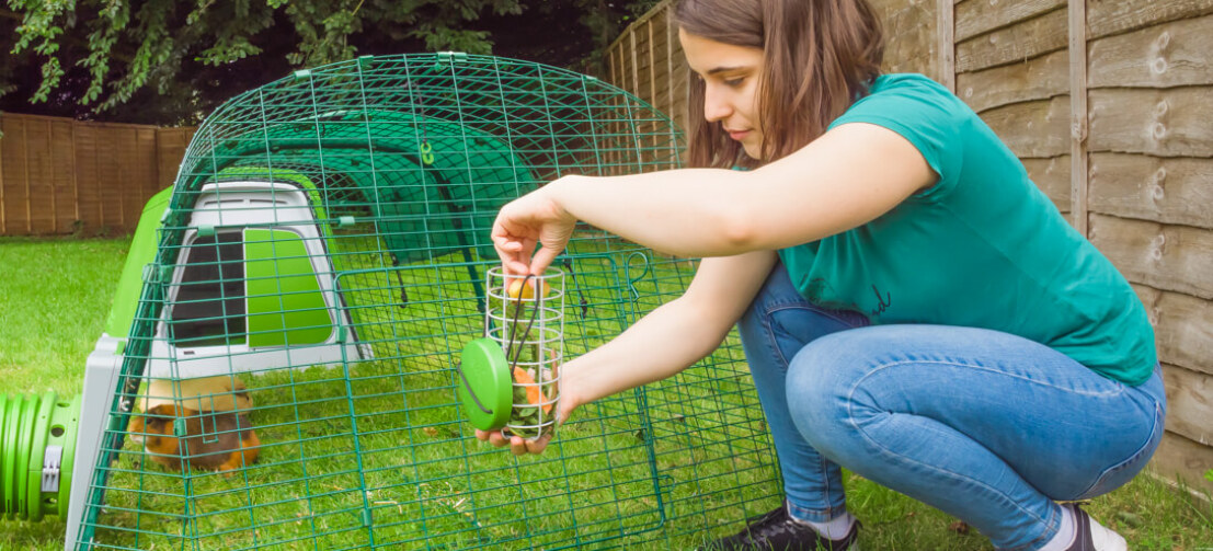 Girl filling up Omlet Caddi treat holder with guinea pigs in their Omlet Eglu Go guinea pig hutch run