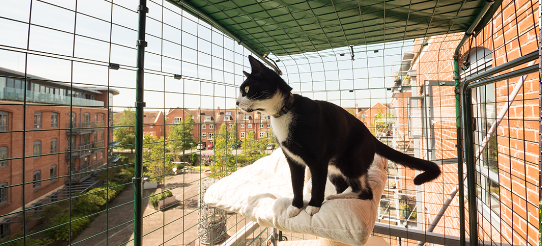 Eine schwarz-weiße katze stand auf einem bett in einem katzenbalkon mit auslauf