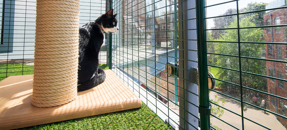 a black and white cat in ac cat balcony walk in run setup with toys